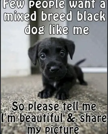 few people's want a mixed breed black dog like me

so please tell me im beautiful & share ny picture