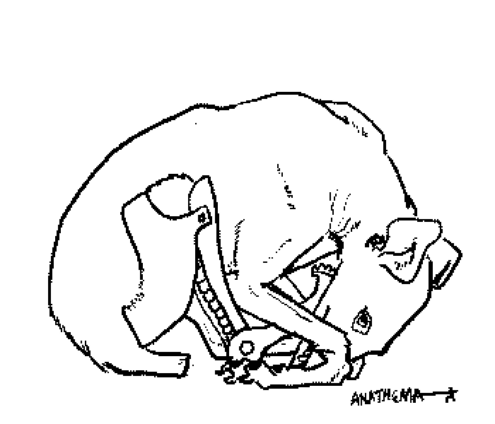 sketch of a dog with one mechanical leg